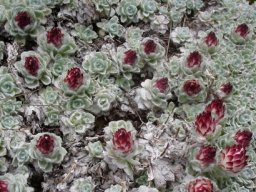 Helichrysum milfordiae carpet